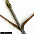 SpeciesSub: subsp. sinicum SpeciesSub: subsp. sinicum